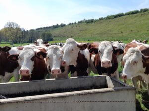 Bovins laitiers vosgiens race Montbéliarde
