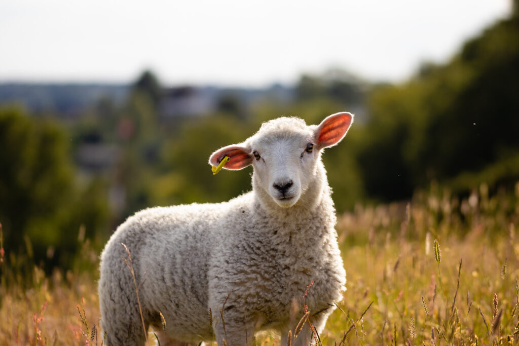 Mouton