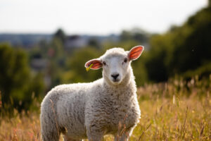 Mouton